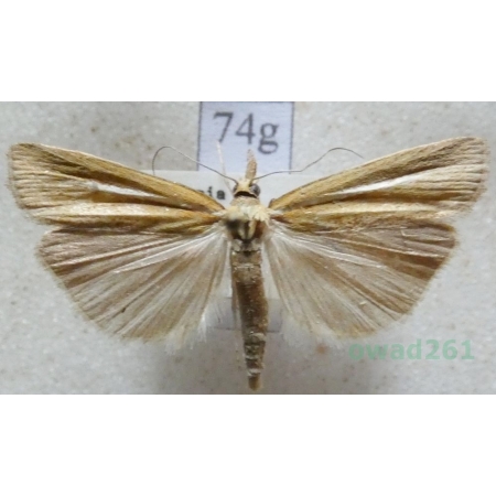 Agriphila tristella (Denis & Schiffermüller, 1775) Wachlarzyk zmienny Czech74g